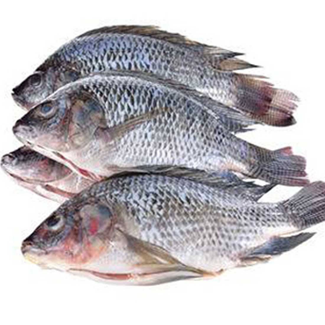 Tilapia Saint-Herblain